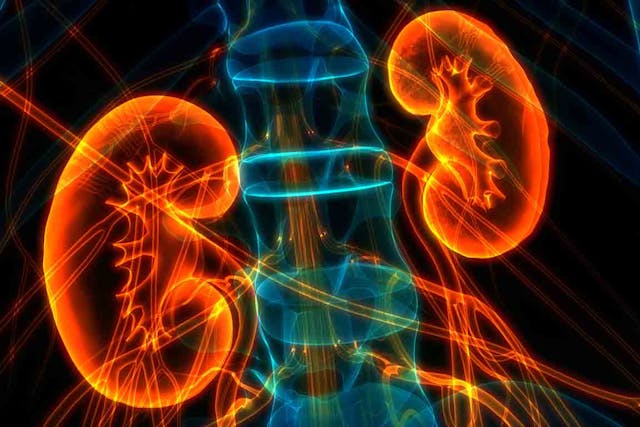 Human kidneys concept